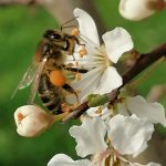 © Mes abeilles - La Consolante