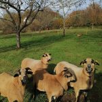 © Nos moutons - La Consolante