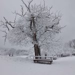 © Châtaignier sous la neige - La Consolante