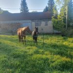 © 1ers voyageurs équins - La Consolante