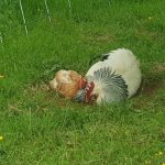 © L'amour est dans le pré - La Consolante