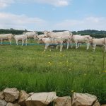 © les vaches dans le champ - Béatrice