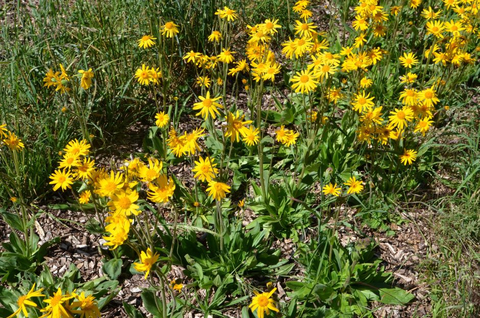 © Culture d'Arnica en fleurs - Ferme Le soleil des P'tits bleus