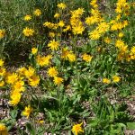 © Culture d'Arnica en fleurs - Ferme Le soleil des P'tits bleus
