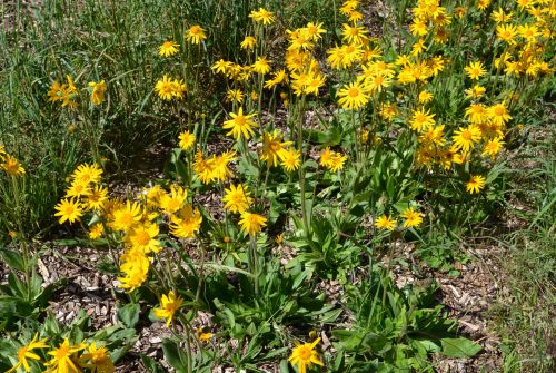 Ferme Le soleil des p’tits bleus