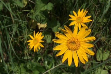 © Fleurs d'Arnica - Ferme Le soleil des P'tits bleus
