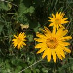 © Fleurs d'Arnica - Ferme Le soleil des P'tits bleus