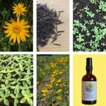 © Arnica de A à Z - Ferme Le soleil des P'tits bleus