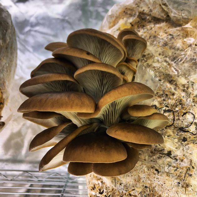 © La grange gourmande_Pionsat - La grange gourmande