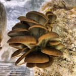 © La grange gourmande_Pionsat - La grange gourmande