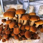 © La grange gourmande_Pionsat - La grange gourmande