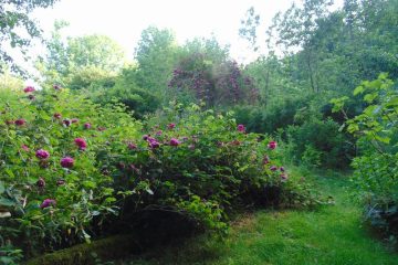 © Tisanes en Fleurs - Espinasse - Berger-Michel