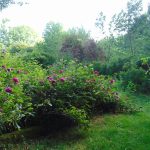 © Tisanes en Fleurs - Espinasse - Berger-Michel