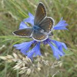 © Tisanes en Fleurs - Espinasse - Berger-Michel