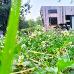 © Extérieur vert - moose