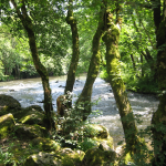 © bord de Sioule - Amis chartreuse