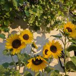 © Gîte Petit Pilard Gouttières en Auvergne - L. Meeuwsen