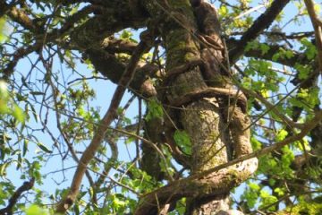 © Atelier - Secrets des arbres - DENDELION