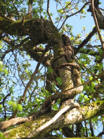 © Atelier - Secrets des arbres - DENDELION