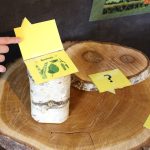 © Quiz sur les essences d'arbres - Maison de la Combraille