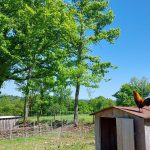 © Les poulaillers - Juliette Richetin