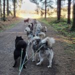 © Taïga Aventure - Chiens de traîneau - Avice