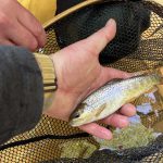 © Truite Fario - La morge - Cedric Fonty