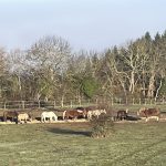 © vie au patûrage - pénélope laméris