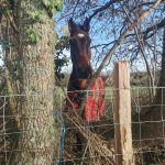 © hey coucou you ! - pénélope laméris