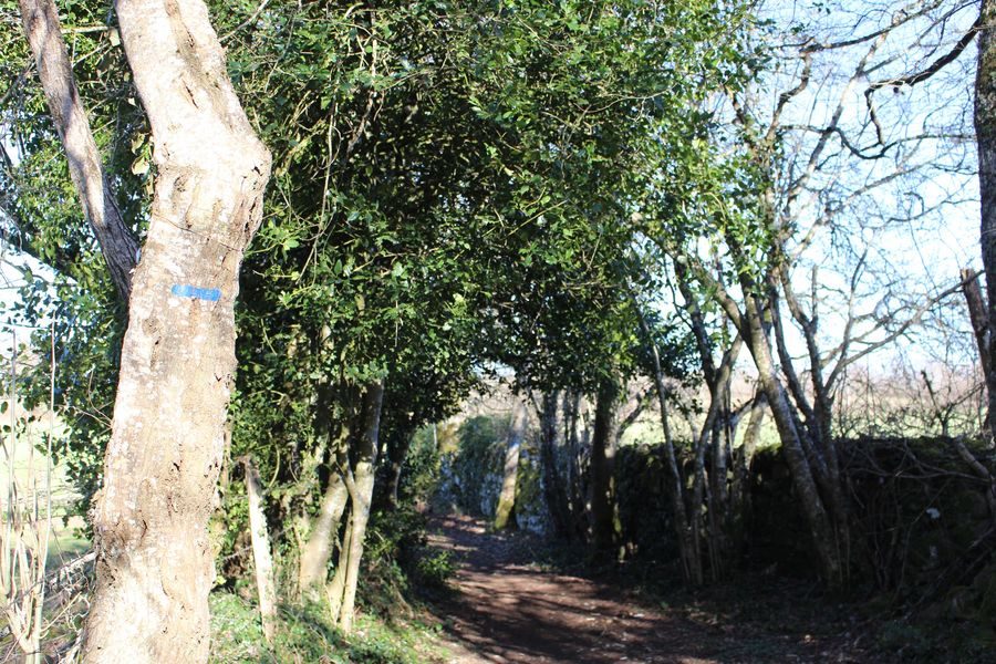 © Randonnée Allée des Chênes - Office de Tourisme des Combrailles