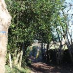 © Randonnée Allée des Chênes - Office de Tourisme des Combrailles