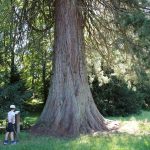 © Arboretum du parc thermal - OT Combrailles